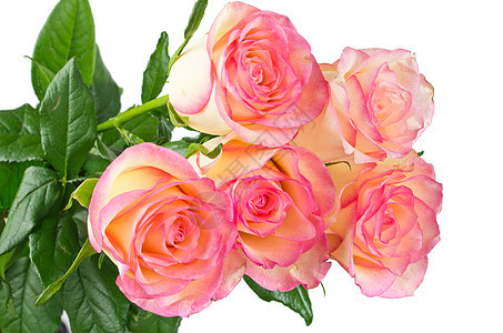 玫瑰花宏观白色绿色玫瑰粉色背景图片