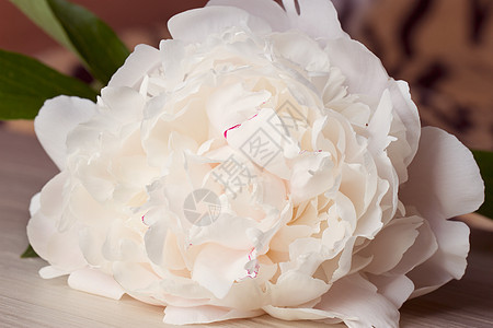 花瓶中的小桃花桌子介子生日牡丹花园艺术玻璃香气香水芍药图片