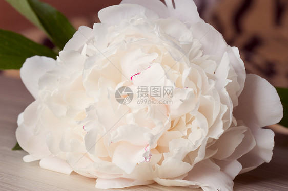 花瓶中的小桃花桌子介子生日牡丹花园艺术玻璃香气香水芍药图片