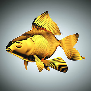 金鱼 有美丽的鳍和尺寸的金鱼图片