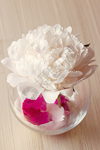 花瓶中的小桃花气味植物花束绘画香味艺术脆弱性生日牡丹花园图片