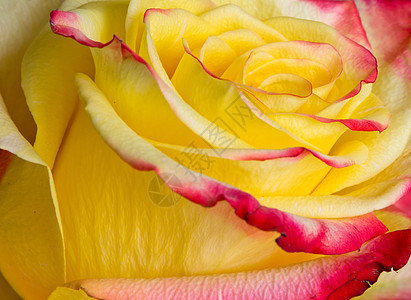 新鲜黄玫瑰橙子红色玫瑰黄色花瓣背景图片
