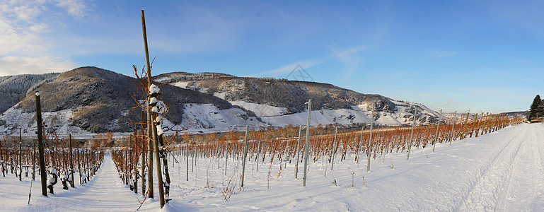 雪中的葡萄园种植季节葡萄景观图片