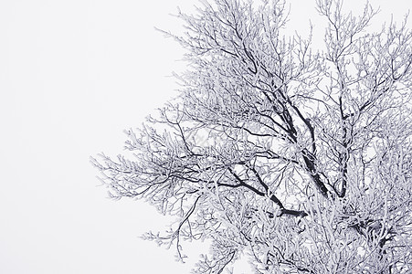 雪树分支机构树木青蛙视角季节落叶乔木树枝图片
