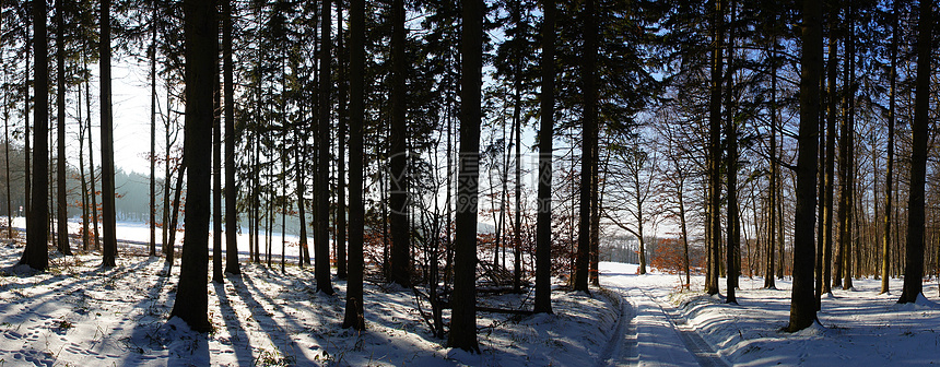 冬季森林中的阳光步道混交林景观太阳全景风景针叶树图片