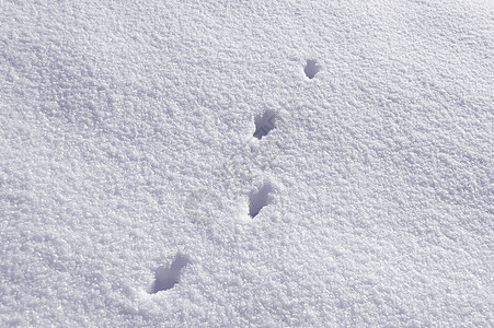 雪中动物足迹雪域曲目季节背景图片