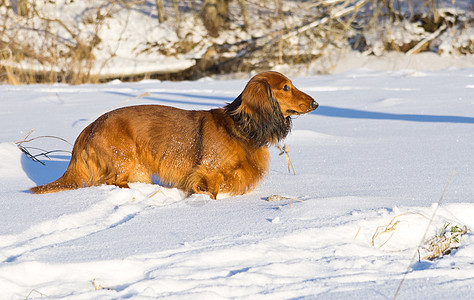 Dachshund 站在雪地草原上背景图片