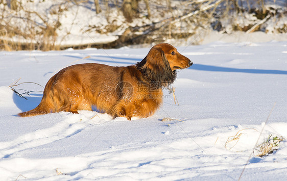 Dachshund 站在雪地草原上图片