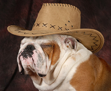 国家狗狗家畜戏服哺乳动物棕色睡眠牛仔帽午休斗牛犬帽子背景图片