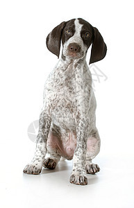 德国短头发指针小狗家畜犬类哺乳动物生物斑点黑色短发动物宠物短毛图片