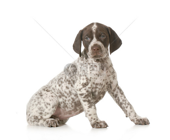可爱的小狗脊椎动物短毛指针主题家畜哺乳动物棕色黑色白色宠物图片