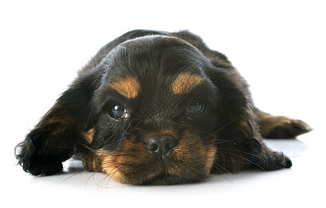 小狗骑兵王查尔斯宠物动物犬类棕色工作室睡眠三色猎犬黑色图片