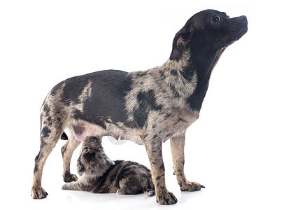 小狗和母小狗吉娃娃白色伴侣工作室宠物护理犬类陨石色动物女性母亲背景图片
