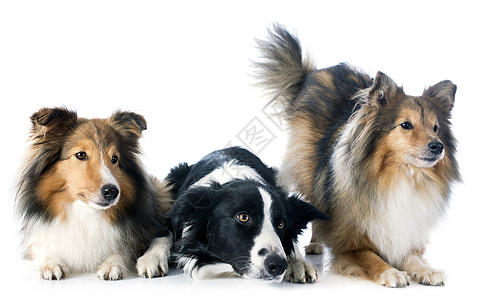 三只狗团体动物宠物黑色女性犬类棕色牧羊犬白色图片