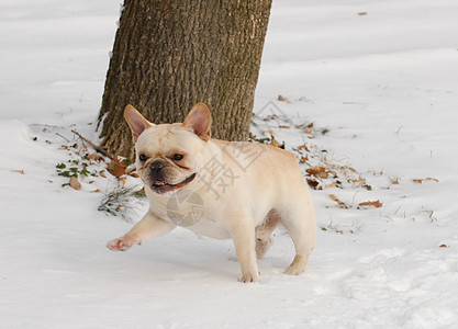 在雪中玩狗白色耳朵鼻子小狗眼睛动物斗牛犬犬类宠物爪子图片