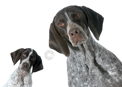 成人和小狗工作室褐色白色棕色主题哺乳动物指针动物家畜宠物图片