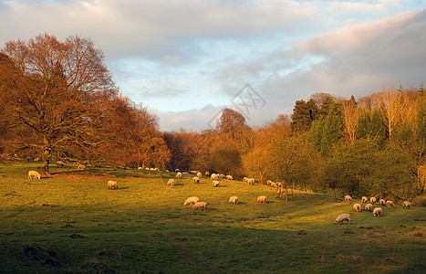 日落时羊群 英格兰图片