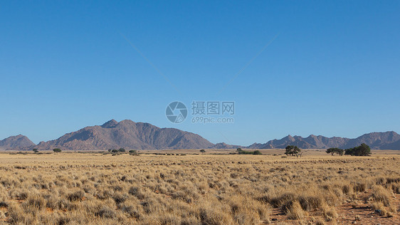 沙漠景观 有草 红色沙丘和非洲阿卡纳米布破坏旅行风景生态黄色水平旅游辉光干旱图片