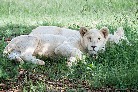 白狮子幼兽女性白色家庭公园大草原环境马拉捕食者食肉图片