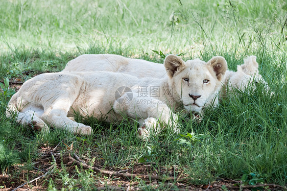 白狮子幼兽女性白色家庭公园大草原环境马拉捕食者食肉图片