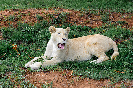 白狮子哺乳动物公园黑色环境狮子野生动物女性幼兽食肉捕食者图片