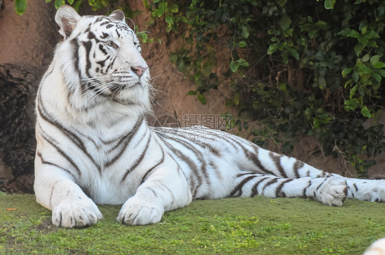 黑色和白条纹黑白老虎组织动物白色动物学眼睛野生动物动物园捕食者荒野图片
