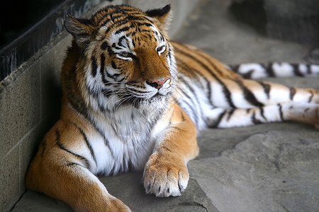 英俊的老虎休息石头阴影岩石条纹橙子猫科动物图片