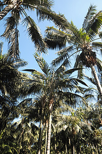 棕榈树蓝色椰子叶子天堂热带旅行异国旅游绿色天空图片