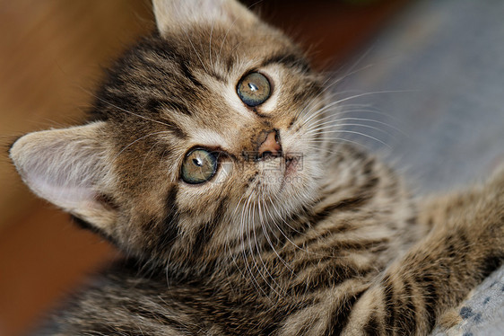 塔比小猫婴儿胡须荒野哺乳动物虎斑眼睛猫科毛皮宠物猫咪图片