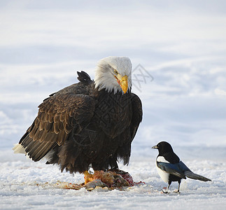 秃鹰捕食者领导海藻自由食肉荒野野生动物动物观鸟猎物图片