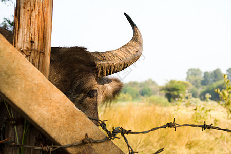 水牛咀嚼哺乳动物黑色动物荒野鼻子牛角危险国家男性野生动物图片