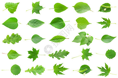绿假草本花园橡木植物白色叶子环境生活生长植物学图片