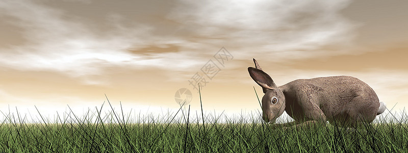 静悄悄的兔子 - 3D 化图片