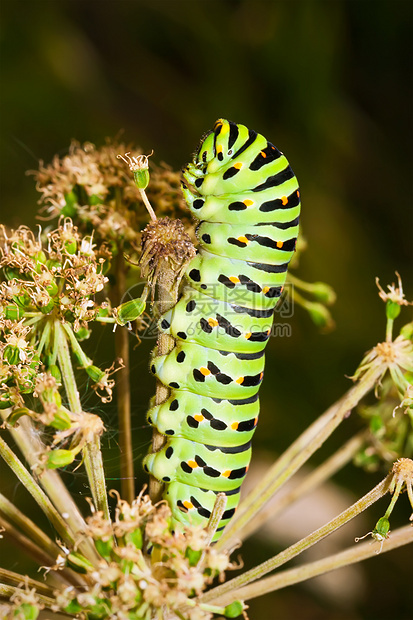 毛毛虫蝴蝶昆虫鳞翅目动物群黄色生物害虫漏洞绿色幼虫图片