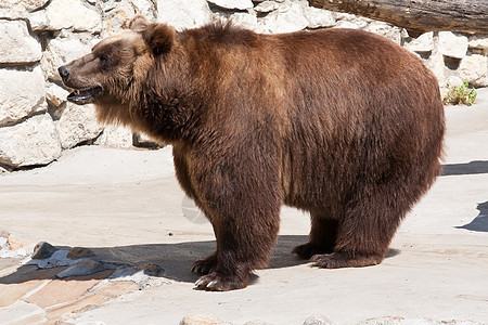 熊毛皮哺乳动物捕食者动物园动物荒野牙齿危险男性野生动物图片