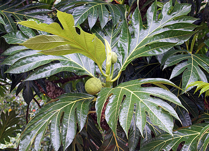加勒比面包果树旅行植物绿色植物群叶子假期图片