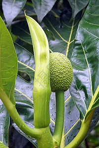 加勒比面包果树植物叶子绿色假期旅行植物群图片