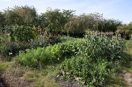 英格兰 分配款园丁种子食物花朵生态豆子幼苗园艺堆肥英语图片