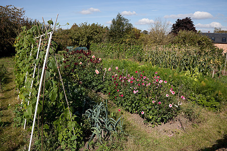 英格兰 分配款园丁食物种子蔬菜生长村庄幼苗邻里生态英语图片