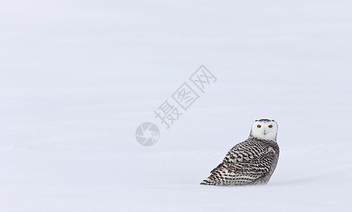 冬天的雪猫捕食者荒野动物野生动物白色图片