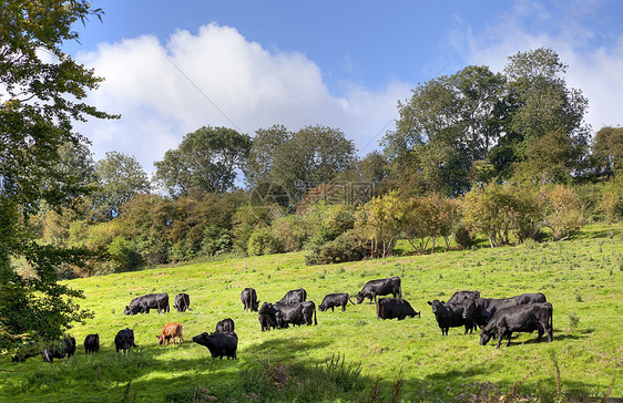 英国农村和奶牛的风景图片