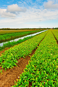 图利页季节天空农村土地种植园叶子房子场地生长灌溉图片