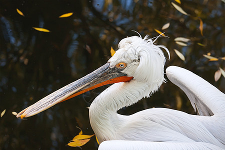 佩利卡翅膀航班野生动物动物热带白色羽毛公园荒野粉色图片
