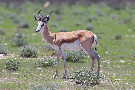 斯普林博克水坑食草荒野羚羊生态警报公园国家野生动物动物图片
