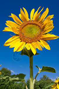 向日向花瓣植物季节阳光植物学农业晴天蓝色植物群活力图片