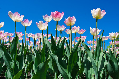 郁金花花植物群天空太阳场地粉色紫色植物蓝色白色花园图片