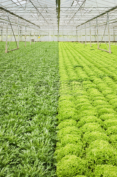 玻璃房中生长的内栖植物和沙拉植物绿色植物培育园艺市场幼苗房子生产农业食物栽培图片