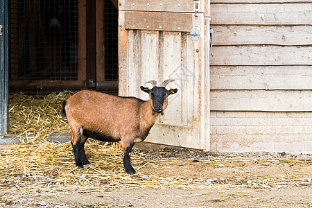 山羊在农场上站在谷仓门旁边图片