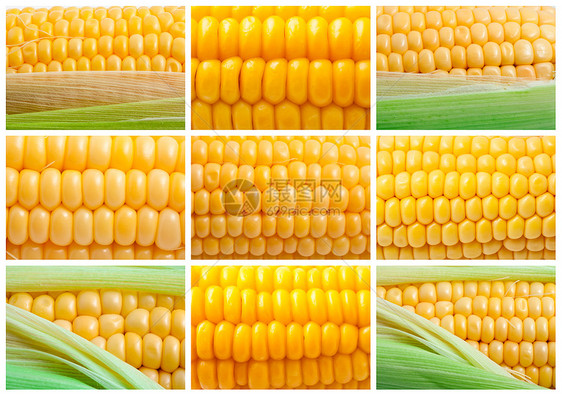 玉米角爆米花农业蔬菜内核棒子黄色绿色营养食物生产图片