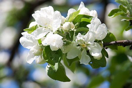 苹果花花季节叶子宏观植物天空蓝色生长果园苹果树花瓣图片